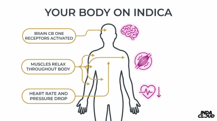 Does Indica Make You Tired? Here Are 5 Reasons For Its Effects 3 Body Response To Indica Showing Brain Cb1 Receptors Activated, Muscle Relaxation, And Lower Heart Rate And Blood Pressure