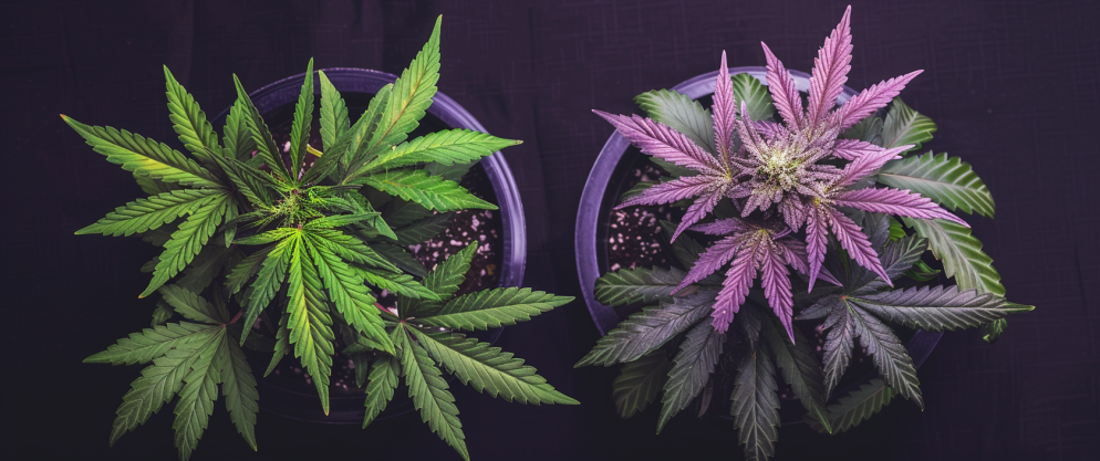 What'S The Difference Between Thc And Thcv? 2 What'S The Difference Between Thc And Thcv