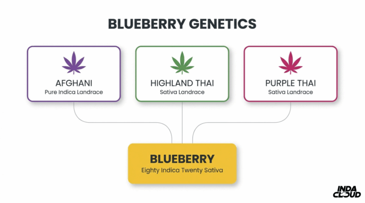 Blueberry Strain: Info, Effects, &Amp; More 1 Blueberry Strain Genetics Chart Showing Afghani, Highland Thai, And Purple Thai Lineage Creating The Blueberry Hybrid Strain
