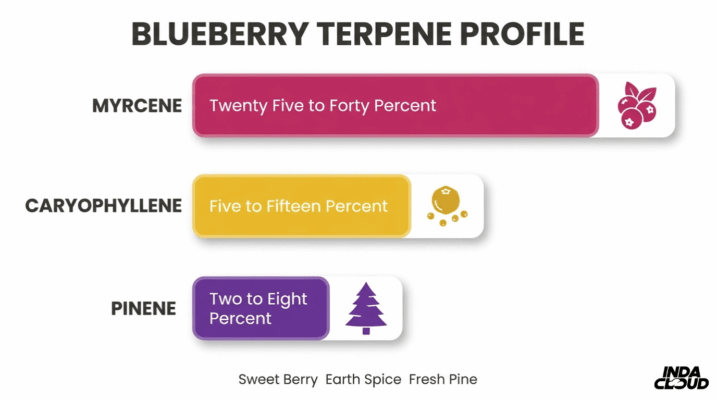 Blueberry Strain: Info, Effects, &Amp; More 2 Blueberry Terpene Profile Chart Highlighting Myrcene, Caryophyllene, And Pinene With Sweet Berry, Earth Spice, And Fresh Pine Flavor Notes