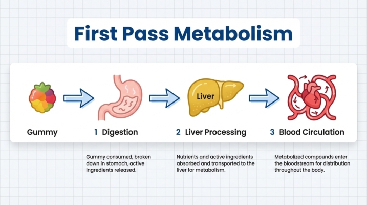 Do Edibles Show Up On Drug Tests? Detection Times And How To Flush Them Out 1 Thc Metabolism Process